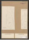 Diatomeae indet. (de-Toni-Nr.: Species 2190 ?) Zeichnungen Sammlung Grunow Nr. 4589 (NHMW-BOT-W0372604)